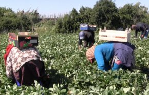 اسبانيا.. حملة ضد تشغيل المغربيات في حقول الفراولة