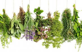 اعشاب تساعدكم على خسارة الوزن بسهولة