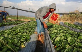 لأول مرة... منتج فلسطيني يصدر إلى قطر والإمارات