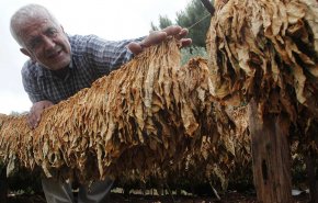 لبنان.. المصارف تسطو على أموال مزارعي التبغ
