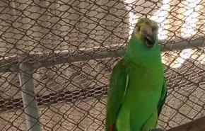 بالفيديو.. ببغاء مدهش يبكي كالأطفال ويحرج صاحبه يوميا