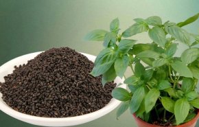 بذور الريحان تقوي الشعر وتحارب هذه الأمراض