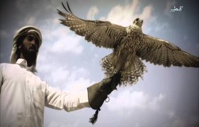 قطر تفتتح مهرجانا دوليا للصقور والصيد في أول أيام 2020