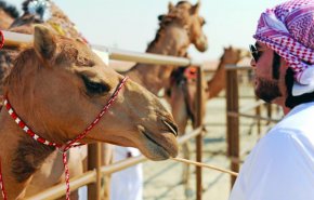 بن زايد يهدي السيسي 4 نوق تنتج وفرة استثنائية من الحليب!