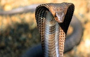 حقائق مرعبة... كل ما يجب معرفته عن فيروس كورونا القاتل!