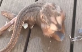 بالفيديو.. صياد يعثر على مخلوق غريب بـ3 أرجل
