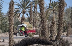 الواحات المغربية تواجه خطر الزوال نتيجة الجفاف