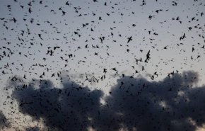 ما هي حقيقة غزو الغربان لمدينة ووهان الصينية تزامنا مع تفشي كورونا؟