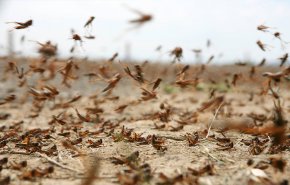 ١٥٠ مليون جرادة..هل يتوقع  الخبراء وصولها إلى سوريا