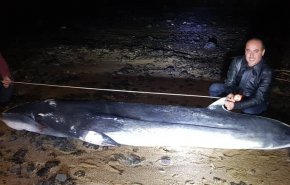 بالصور/ لأول مرة في سوريا.. حوت نادر يظهر على شواطئ طرطوس 
