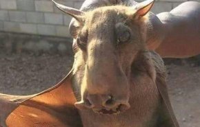 ماذا یفعل هذا الخفاش الغریب فی لبنان! + صورة