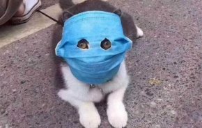 هل تنقل الحيوانات فيروس كورونا؟