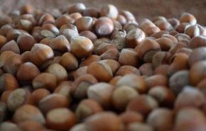 حشرة تغزو تركيا وتهدد إمدادات البندق العالمية
