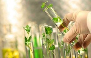 باحثون ایرانیون يقدمون مستخلصات عشبية فعالة لعلاج السكري