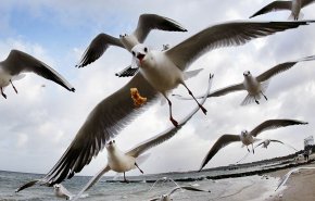 تغير غريب في سلوك طيور النورس بسبب كورونا