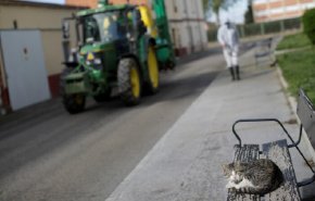 تشخيص إصابة أول قط في إسبانيا بكورونا