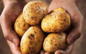 بروتين البطاطا يساعد في الحفاظ على العضلات
