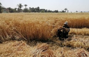 بالفيديو.. القوات التركية تسرق القمح السوري بريف الحسكة!
