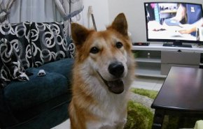 شاهد.. كلب بطل ينقذ أصحابه من ثعبان سام!