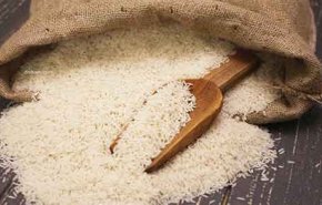لاول مرة في سوريا.. زراعة الأرز الهوائي في طرطوس