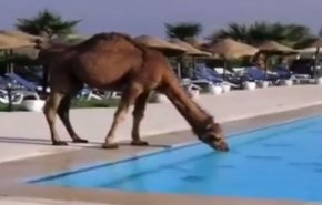 شاهد بالفيديو.. ردة فعل جمل عند رؤيته المسبح في الحر