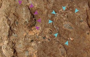 العثور على اصغر بيضة ديناصور متحجرة في اليابان