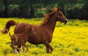 مهر صغير كاد الفوز في سباق لكنه يغير رأيه عند النهاية 
