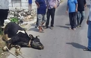 لحوم أبقار مصابة بالجدري في حماة والأمن الجنائي يتدخل