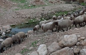 جريمة جديدة للمستوطنين الصهاينة 