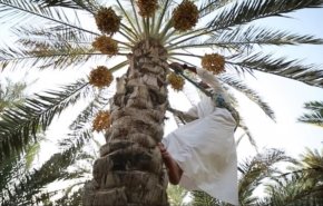 شاهد.. مزارعو البصرة العراقية يبدؤون بجني الرطب من البساتين