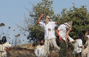  مستوطنو يتسهار ينفذون 20 اعتداءا ارهابيا ضد الفلسطينيين