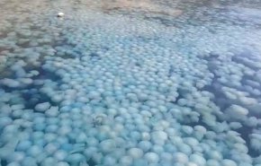 شاهد بالفيديو..راكبو الزوارق يواجهون سرب قناديل البحر .. 