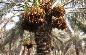 موسم جني التمور بجنوب ايران: تظاهرة اجتماعية واقتصادية