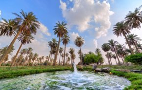 شاهد.. رجل يقطع 'رأس نخلة' فيلقي عقابه في الحال!

