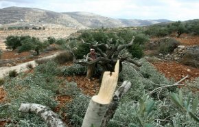 مستوطنون يقطعون أشجار زيتون مثمرة غرب سلفيت