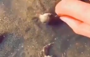 شاهد بالفيديو كيف يحمي السرطان الذكر أنثى السلطعون 