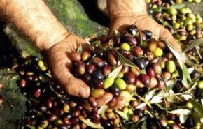 سعر زيت الزيتون يرتفع في لبنان 