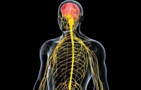 لكل من يعاني من ضعف النظام العصبي... تناولوا هذه الاغذية 