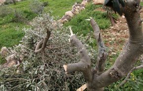 الأمم المتحدة: 33 اعتداء لمستوطنين على مزارعين فلسطينيين بموسم الزيتون