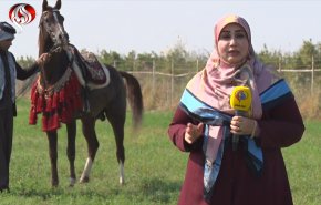 شاهد.. الخيل العربي رمز التألق في خوزستان 