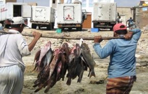 اليمن.. نهب ممنهج من قبل دول العدوان للثروة السمكية اليمنية