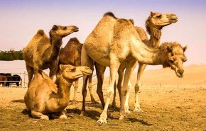 دراسة: المئات من الجمال الإماراتية تموت بسبب تناول أكياس بلاستيكية