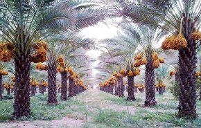 كربلاء: إنتاج التمور زاد عن 150 ألف طن وتصدير الفائض إلى المغرب والهند