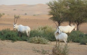 تحقيق يكشف خفايا تجارة دبي غير الشرعية للحيوانات