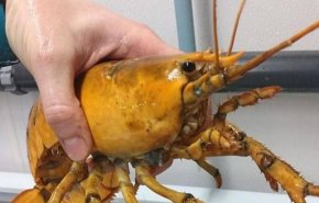 بالصدفة.. رجل يصطاد كائنا بحريا نادرا بلون 