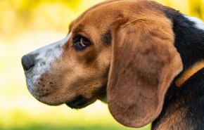 شاهد.. كلب في أمريكا يرث 5 ملايين دولار من رجل أعمال
