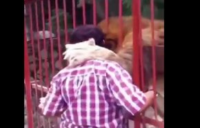 بالفيديو... أسد يعانق ويقبل منقذه