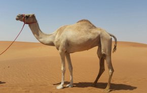 هل يحمل الجمل علاج كورونا؟