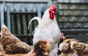روسيا تعلن عن تسجيل أول حالة لإصابة البشر بإنفلونزا الطيور H5N8

