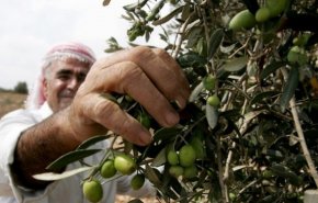 الزيتون.. شجرة مباركة جذورها ضاربة في أرض فلسطين